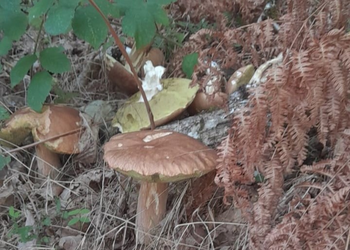 champignon auberge sapiniere